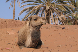 alghem